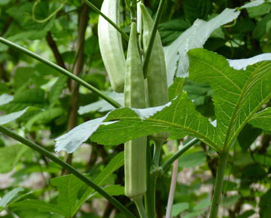 貴州生物有機(jī)肥